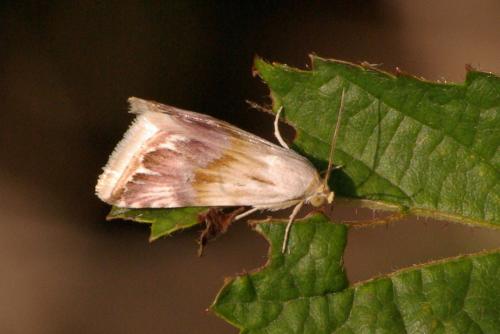 Eublemma ostrina